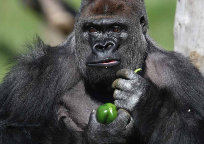 Vegan gorilla