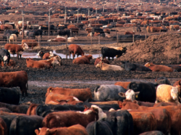 Industrial Cattle Farming