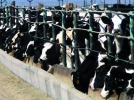 Industrial cattle farming