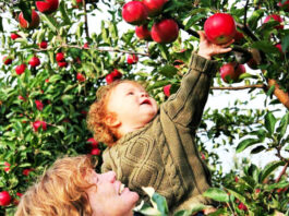 Picking apples